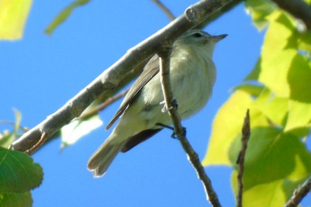 Warbling Vireo at Belleisle Marsh on Jun. 1, 2018 - Larry Neily